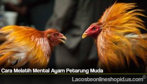 Cara Melatih Mental Ayam Petarung Muda