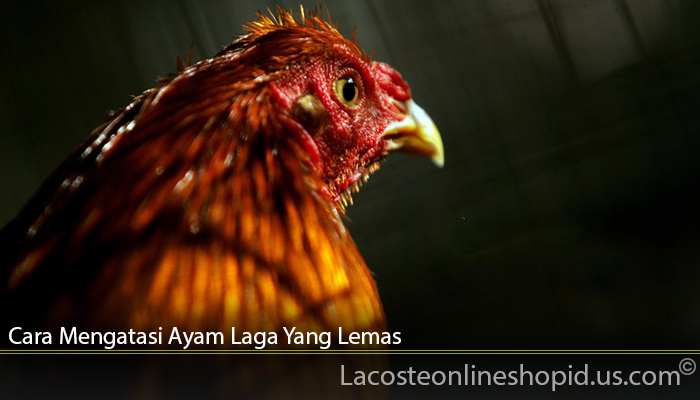 Cara Mengatasi Ayam Laga Yang Lemas